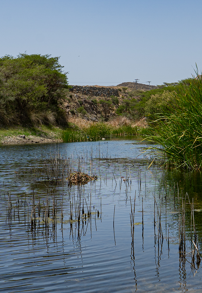 Reeds and Lake