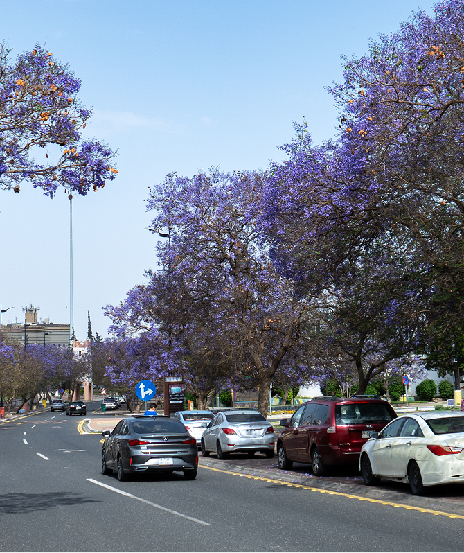 Jacaranda Trees