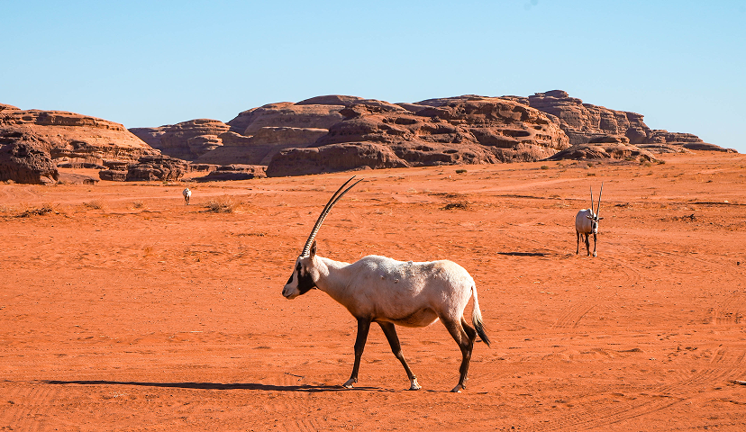 BEST LOCATIONS FOR BIRD WATCHING IN 2025